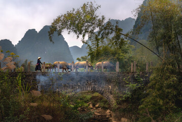 buffalo in the mountains