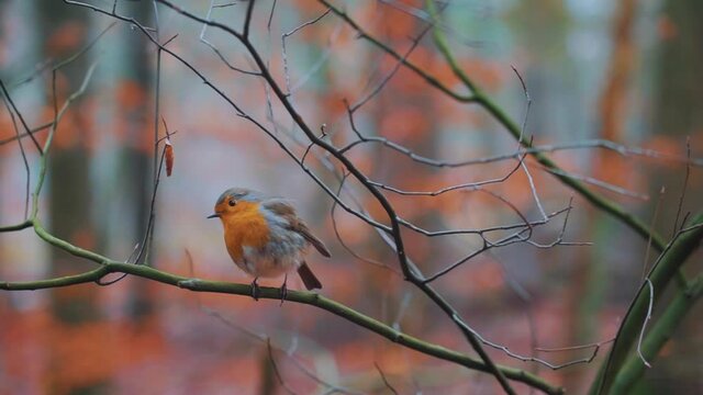 Close up of Zeist robin bird sitting on tree, isolated on blurred background.