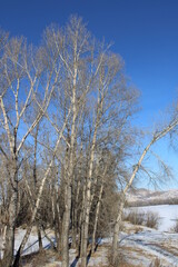 trees in the snow