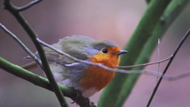 Zeist robin bird sitting on tree, isolated on blurred background. Close up.

