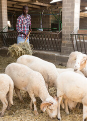 Naklejka premium African american male proffesional farmer feeds sheeps with hay at farm ..
