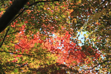 木漏れ日に照らされている紅葉