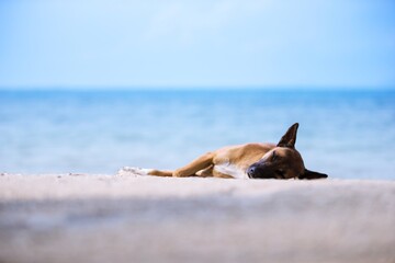 dog on the beach