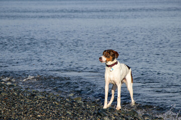 dog at the beach