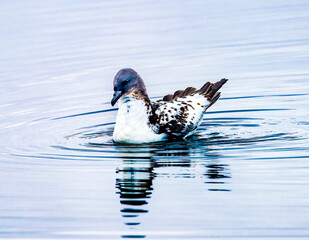 Cape Petrel Pintado Paradise Bay Skintorp Cove Antarctica