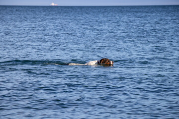 dog at the beach