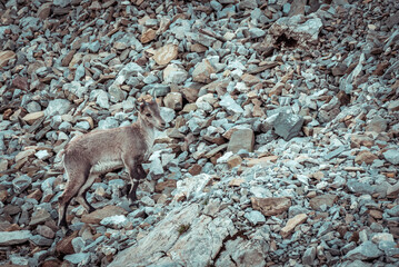 Ibex in the wild in the Alpstein region in Appenzell