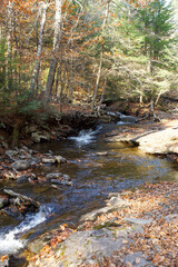 Obraz premium river in the forest