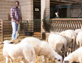 Young african american man farmer feeding dry forage to sheeps at farm indoor