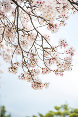 Impressively beautiful cherry blossom sakura. Spring image.