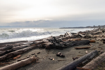 Lots of driftwood on the beach at Coburg Peninsula in Colwood, British Columbia, Canada