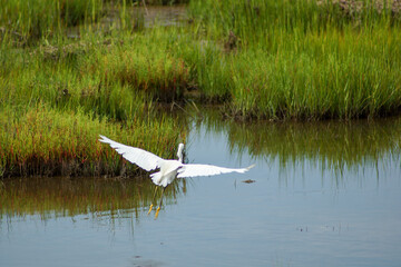 Heron over the water