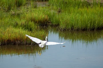 Foto op Plexiglas Heron over the water © Berridge Photography