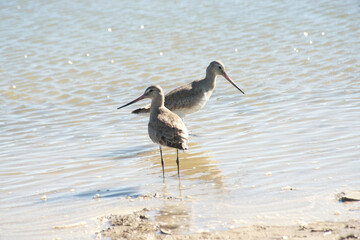 hudsonian godwit fishing in the lagoon                                           