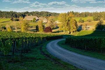 A road winding through a vineyard and winery in the rolling hills near Salem Oregon