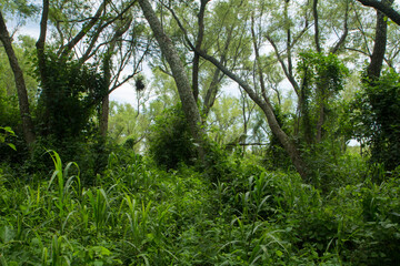 Fototapeta premium Tropical rainforest preservation. View of the green forest vegetation, treetops, leaves foliage, trunks and branches in the South American jungle.
