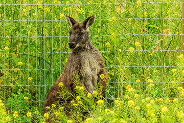 closeup of sitting red-necked wallaby Macropus rufogriseus animal farm. © olegmayorov