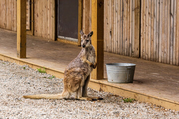 closeup of sitting red-necked wallaby Macropus rufogriseus animal farm. © olegmayorov