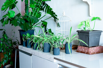 Home decor plant in recycled glass jar and pots. Jars in black paint. Interior design of modern bright and airy design.