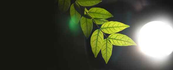 Translucent details of green leaves backlit with lighting at night
