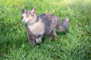 A beautiful fluffy gray cat walks on a green lawn in the sunset light.