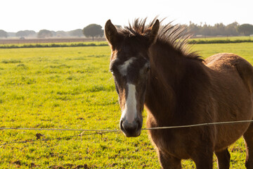 Obraz premium Portrait of a horse in the meadow
