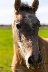 Fototapeta premium Portrait of a horse in the meadow