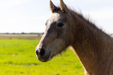 Portrait of a horse in the meadow