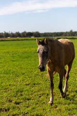 Young horse walking in the meadow