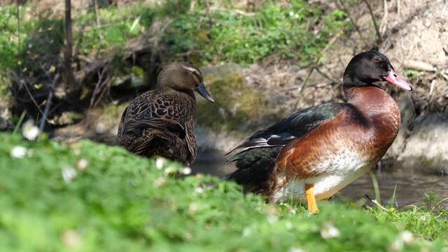 A female and a male mallard duck clean themselve and ruffling their feathers on a green meadow by a river.