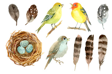 Birds, feather and nestle with eggs. Spring watercolor illustration. Isolated on white background