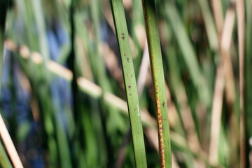 Green bluntly trigonous clums of California Bulrush, Schoenoplectus Californicus, Cyperaceae, native monoclinous evergreen herbaceous perennial near Bluff Creek Trail, South California Coast, Winter.