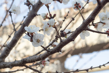 Flores de árbol de chabacano