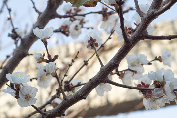 Flores de árbol de chabacano