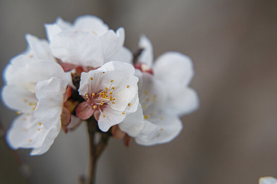 Flores de &aacute;rbol de chabacano