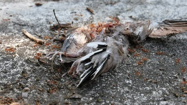Weaver ants (Green ants) eat a dead bird