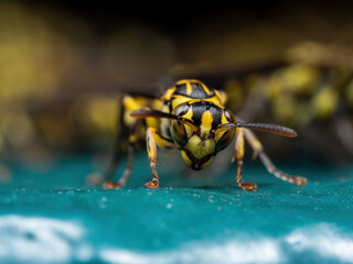 Macro Photo of Wasp on Turquoise Floor