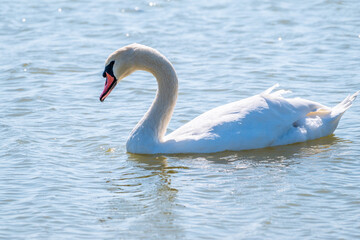 Graceful white Swan swimming in the lake, swans in the wild. Portrait of a white swan swimming on a lake.