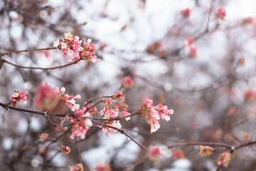 Tree branches with spring blossoms with copy space