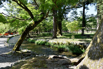 上賀茂神社　新緑のならの小川　京都市