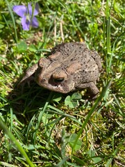 Toad