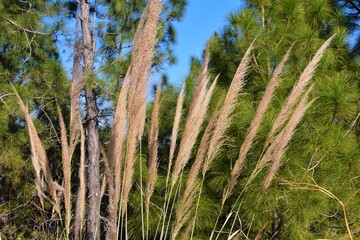 beautiful golden color grass with trees and sky background