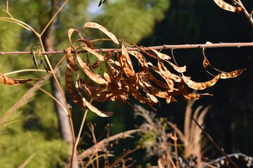 Beautiful brown color leaves in a branch background