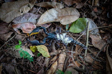 A big black scorpion in the forest
