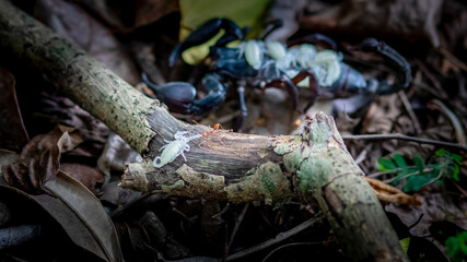 A big black scorpion in the forest