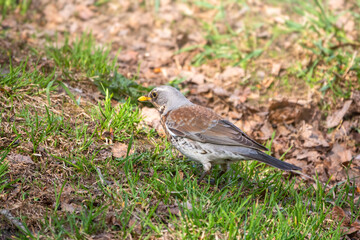 Wood bird Fieldfare, Turdus pilaris, on a sprng lawn.