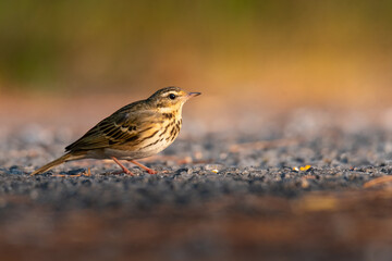 Indochinese Bushlark  perching on the ground