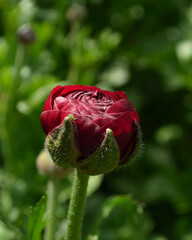 Obraz premium Ranusculus cultivation