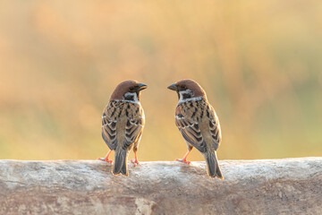 Two male Eurasian Tree Sparrow perching on a tree trunk