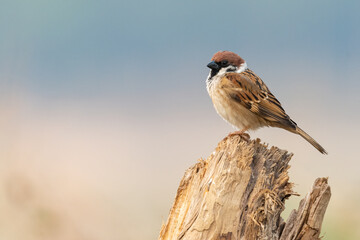 Male Eurasian Tree Sparrow perching on a tree trunk © phichak